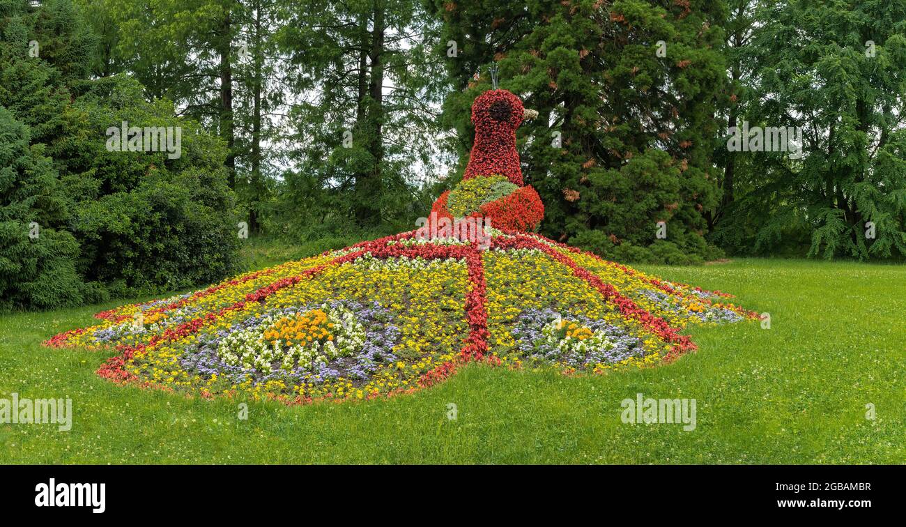 Paon aux fleurs sur l'île aux fleurs allemande d'Insel Mainau Banque D'Images Paon aux fleurs sur l'île aux fleurs allemande d'Insel Mainau Banque D'Images
