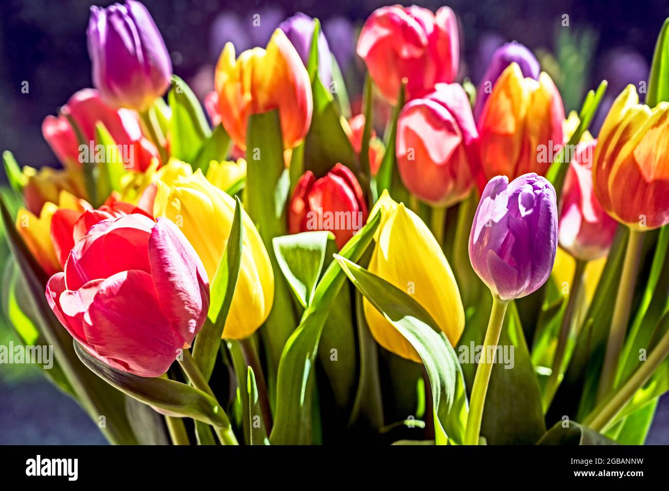 Bande colorée de tulipes; Bunter Tulpenstraß Banque D'Images