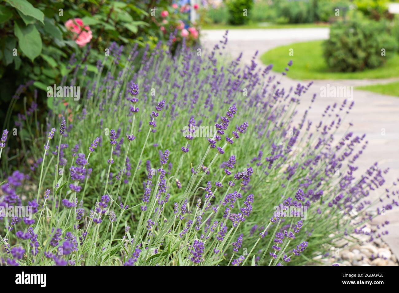 Fleurs de Lavanda sur fond vert. Bouquet de fleurs Lavandula en fleur, plante à fleurs aux senteurs violettes, champ de fleurs. Gros plan. Banque D'Images