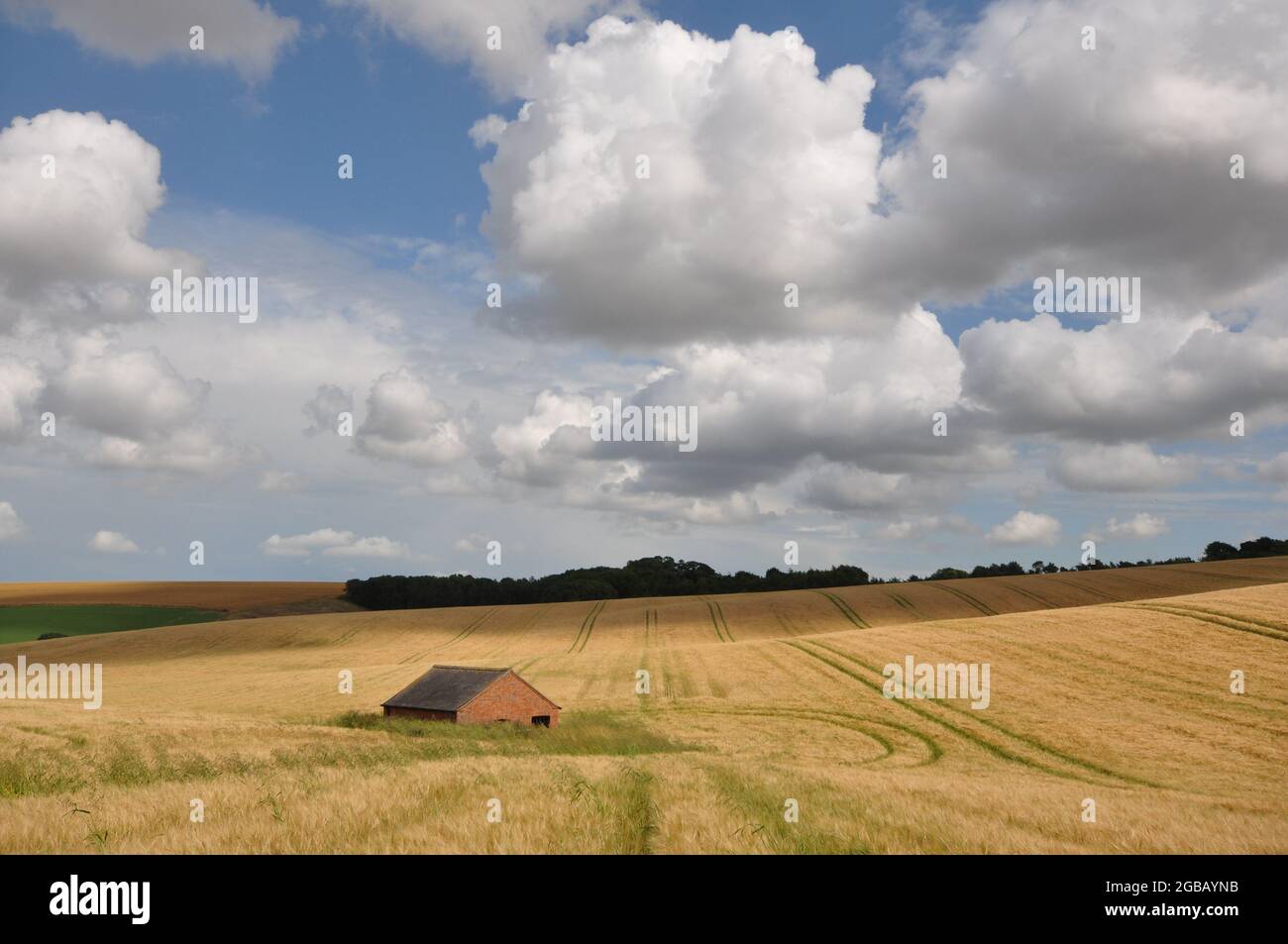 Bâtiment isolé dans un champ d'orge mûr au sud-est de Brinkhill, Lincolnshire, Royaume-Uni Banque D'Images