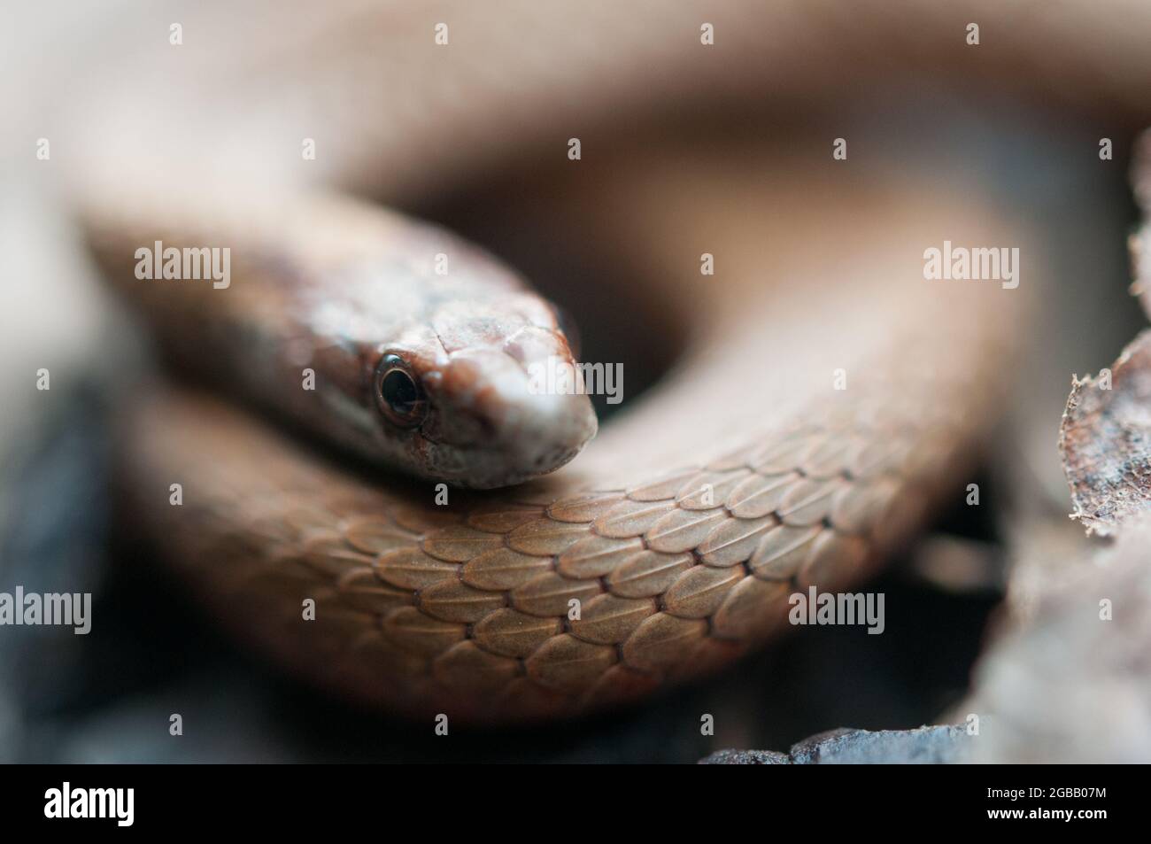 Petit serpent gros plan Banque D'Images
