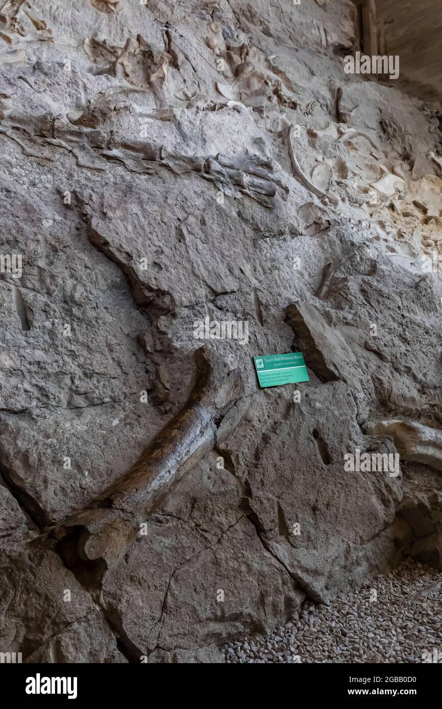 Les visiteurs peuvent toucher de vrais ossements de dinosaures dans le hall d'exposition de Quarry, monument national des dinosaures, à la frontière de l'Utah et du Colorado, aux États-Unis Banque D'Images