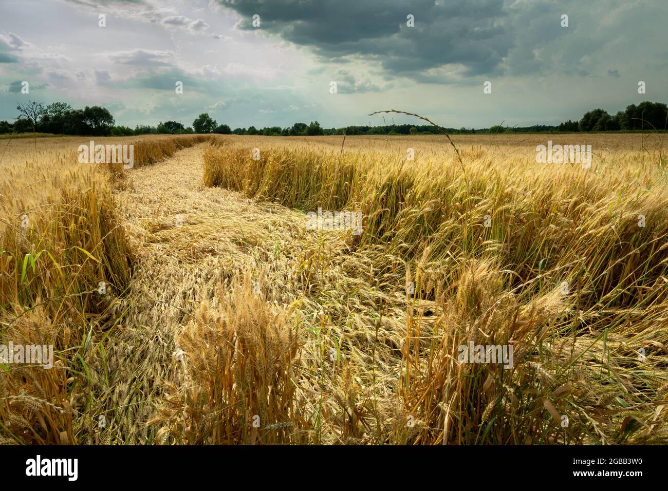 Grain détruit par la tempête, Noviny, Pologne Banque D'Images