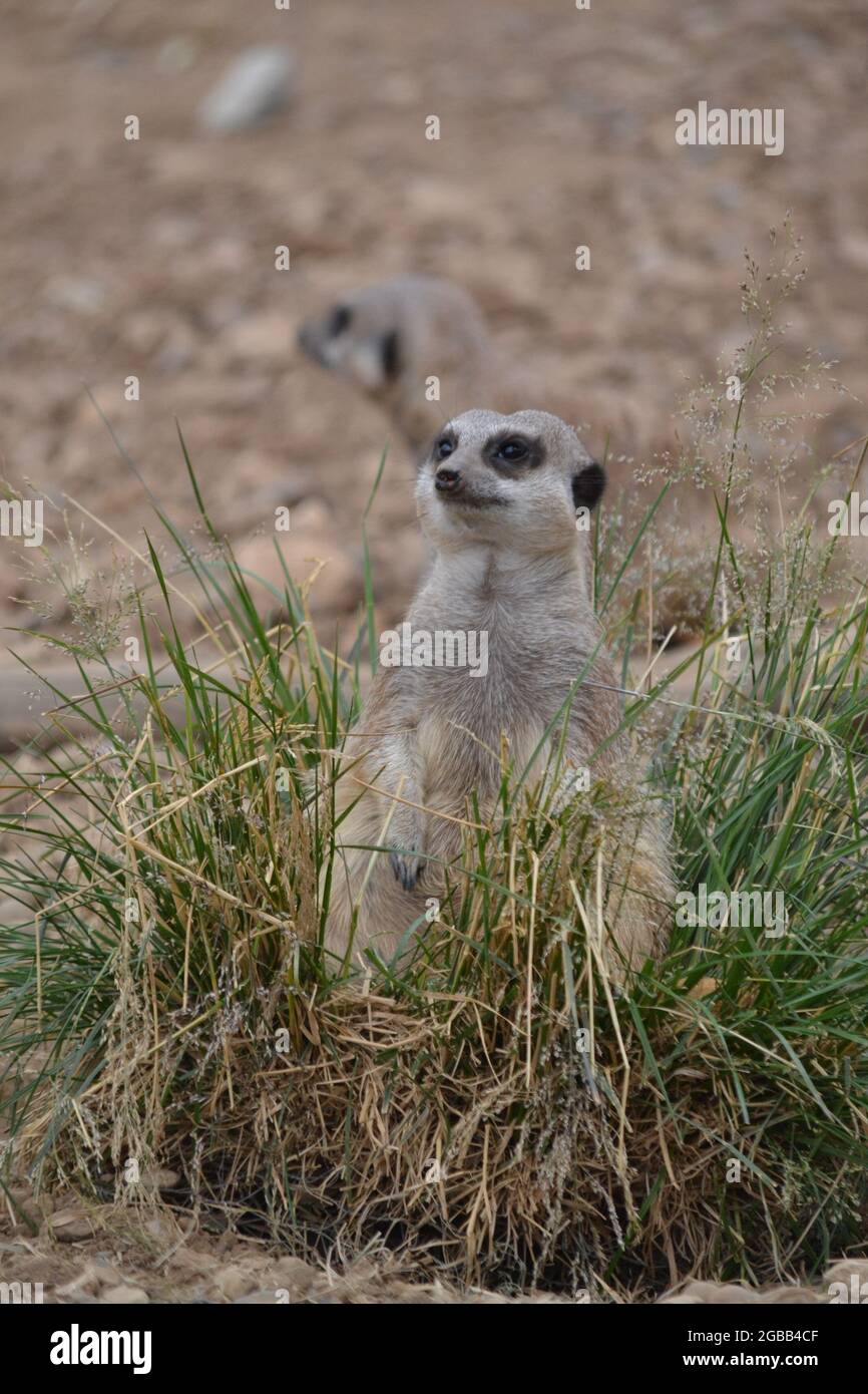 Meerkat assis dans Un Tuff de Grass regardant vers le haut - Suricata suricata - museau pointu - carnivore - gardé en captivité - Yorkshire - UK Banque D'Images