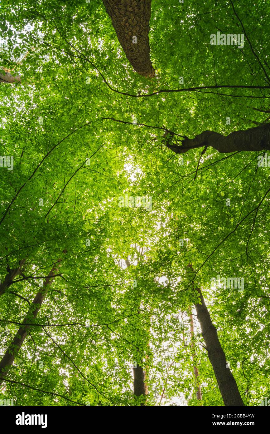 Les couronnes d'arbres verts vus de dessous Banque D'Images