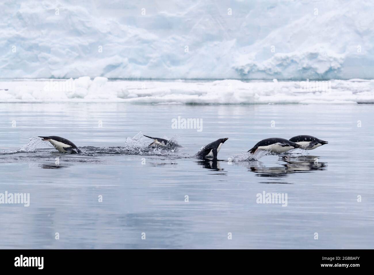 Adelie Penguins (Pygoscelis adeliae), marsouin dans la mer dans le détroit de l'Antarctique, la péninsule de la Trinité, l'Antarctique, régions polaires Banque D'Images