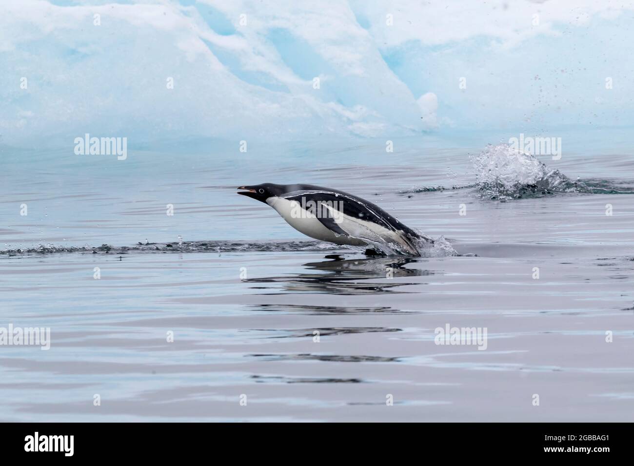 Pingouin d'Adelie (Pygoscelis adeliae), marsouin dans la mer dans le détroit de l'Antarctique, Péninsule de la Trinité, Antarctique, régions polaires Banque D'Images