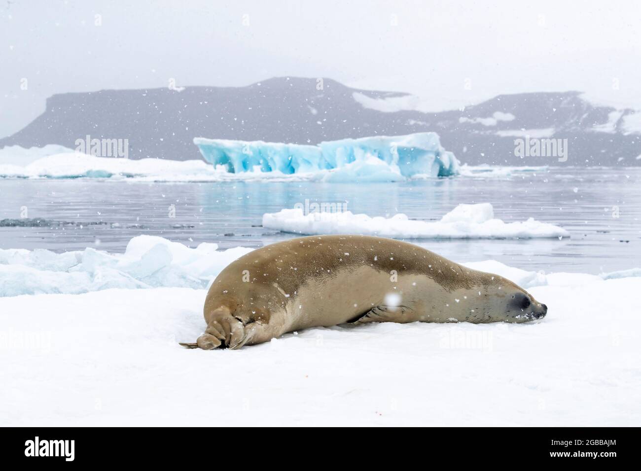 Un phoque crabeur adulte (Lobodon carcinophaga), transporté sur la glace dans le détroit de l'Antarctique, la mer de Weddell, l'Antarctique, les régions polaires Banque D'Images