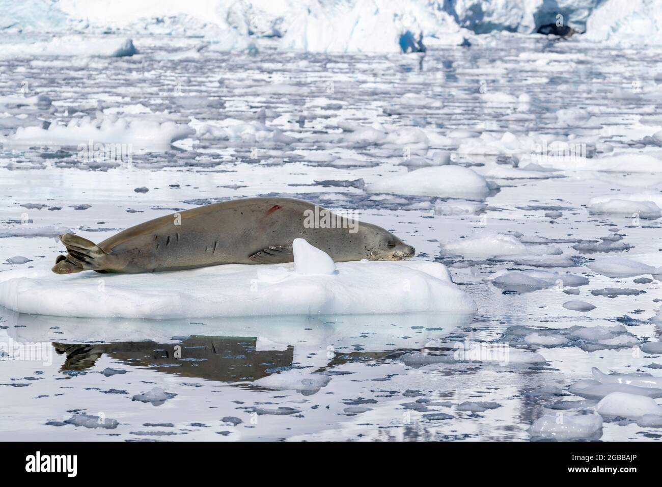 Un phoque crabeur adulte (Lobodon carcinophaga), transporté sur la glace à Paradise Bay, Antarctique, régions polaires Banque D'Images