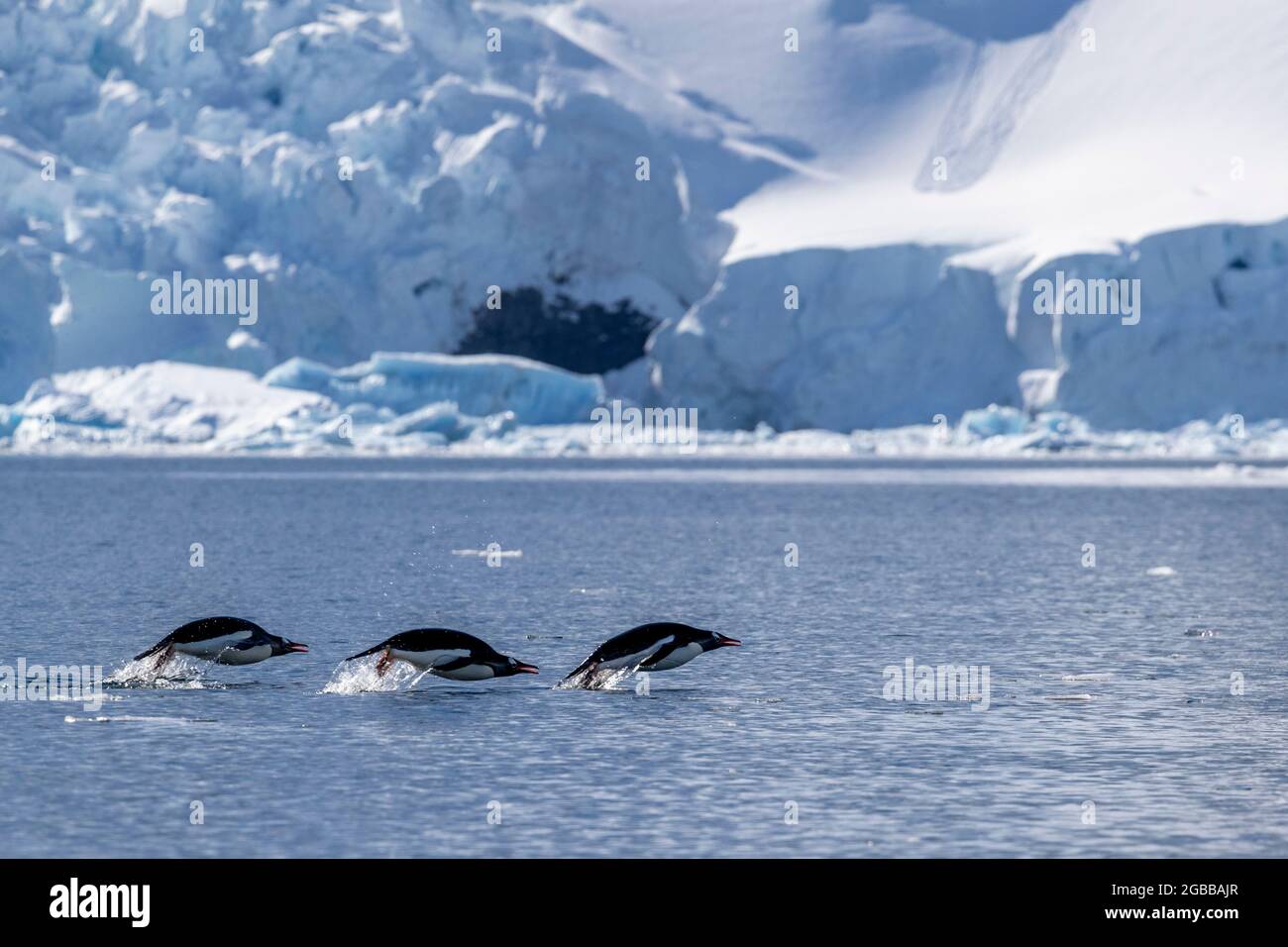 Manchots gentoo adultes (Pygoscelis papouasie), marsouins dans la mer pour se nourrir, Paradise Bay, Antarctique, régions polaires Banque D'Images