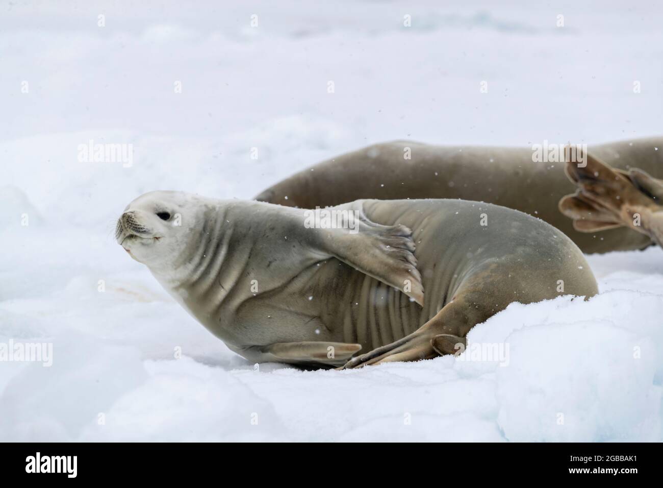Un phoque crabeur adulte (Lobodon carcinophaga), transporté sur la glace dans le détroit de l'Antarctique, la mer de Weddell, l'Antarctique, les régions polaires Banque D'Images