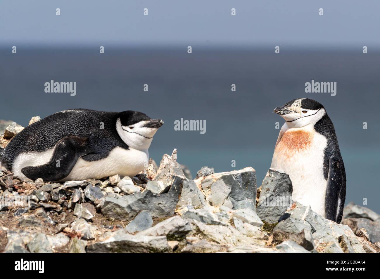 Une paire de pingouins à collier (Pygoscelis antarcticus), sur l'île Robert, les îles Shetland du Sud, l'Antarctique, les régions polaires Banque D'Images