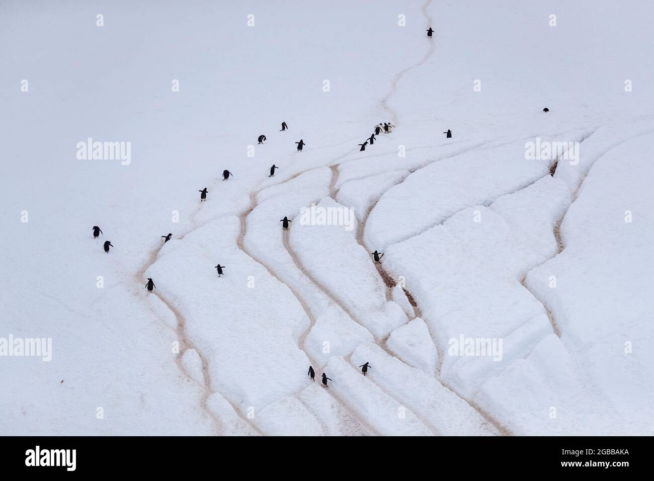 Manchots gentoo adultes (Pygoscelis papouasie), marchant sur les autoroutes des pingouins, l'île Danco, l'Antarctique, les régions polaires Banque D'Images