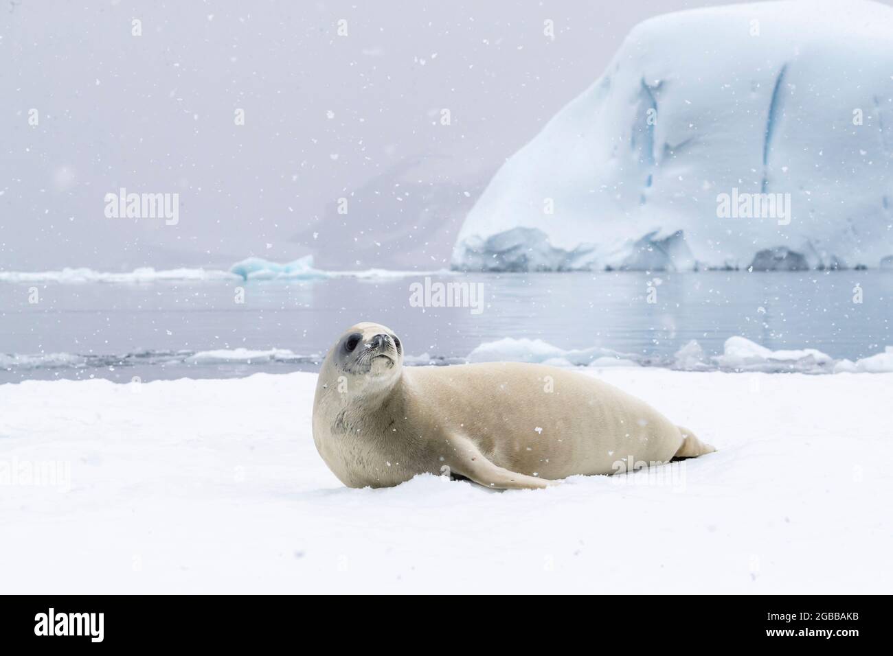 Un phoque crabeur adulte (Lobodon carcinophaga), transporté sur la glace dans le détroit de l'Antarctique, la mer de Weddell, l'Antarctique, les régions polaires Banque D'Images