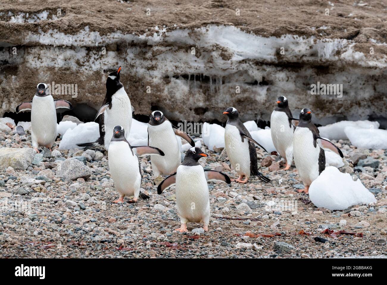 Manchots gentoo adultes (Pygoscelis papouasie), marchant sur la plage dans le port de Neko, Antarctique, régions polaires Banque D'Images