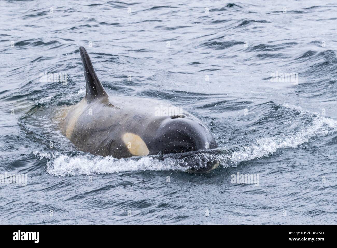 Écotype Big B orque (Orcinus orca), surfaçage dans le chenal Lemaire, Antarctique, régions polaires Banque D'Images