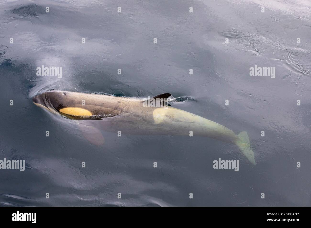 Épaulard de l'écotype Little B (Orcinus orca), surfaçage dans le détroit de Gerlache, Antarctique, régions polaires Banque D'Images