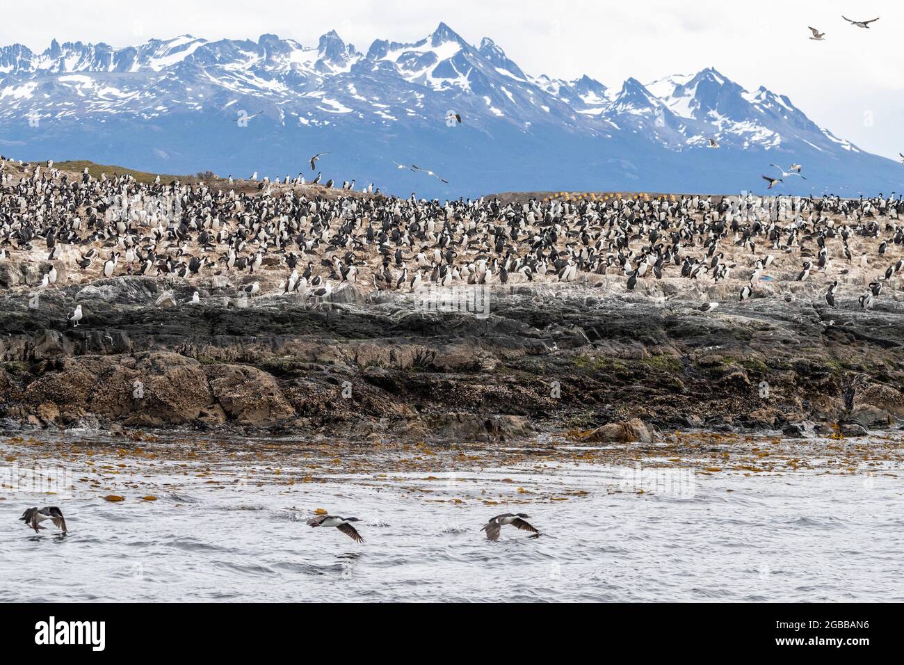 Le cerf impérial (Leucocarbo atyceps), colonie reproductrice sur de petits îlots offshore près d'Ushuaia, en Argentine, en Amérique du Sud Banque D'Images