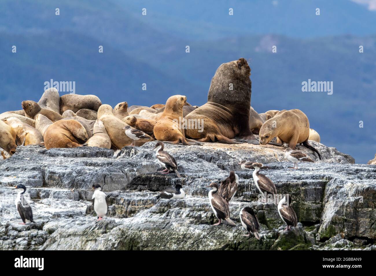 Un lion de mer sud-américain adulte (Otaria flavescens), qui repose parmi les femelles adultes près d'Ushuaia, en Argentine, en Amérique du Sud Banque D'Images