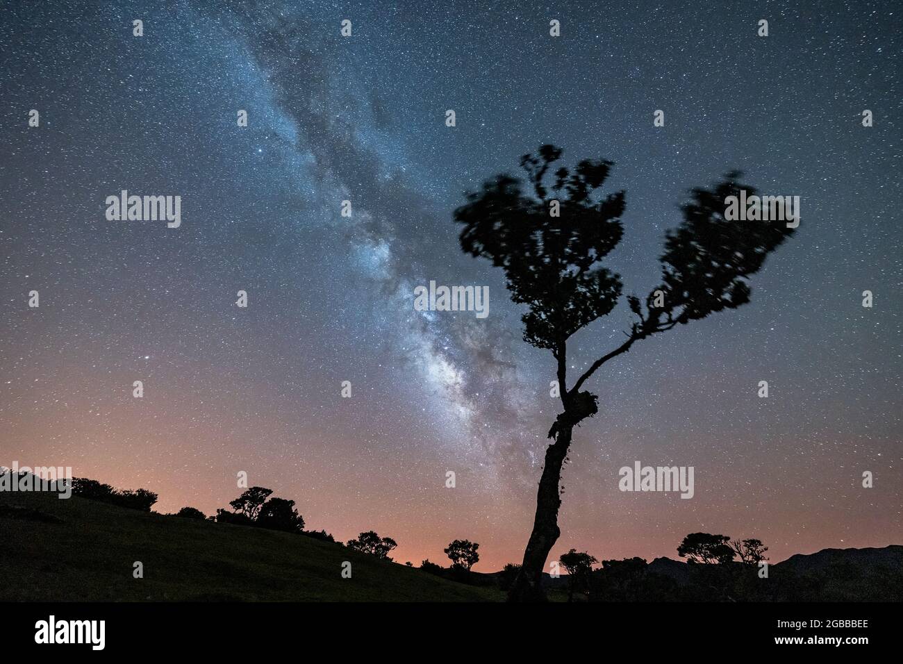 Arbre solitaire sous la voie lactée lumineuse la nuit, forêt de Fanal, île de Madère, Portugal, Atlantique, Europe Banque D'Images