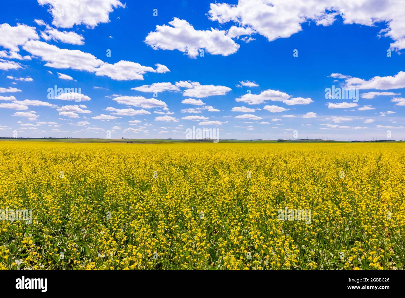 Champ de fleurs jaunes sous un ciel bleu et des nuages moelleux, Dakota du Nord, États-Unis d'Amérique, Amérique du Nord Banque D'Images