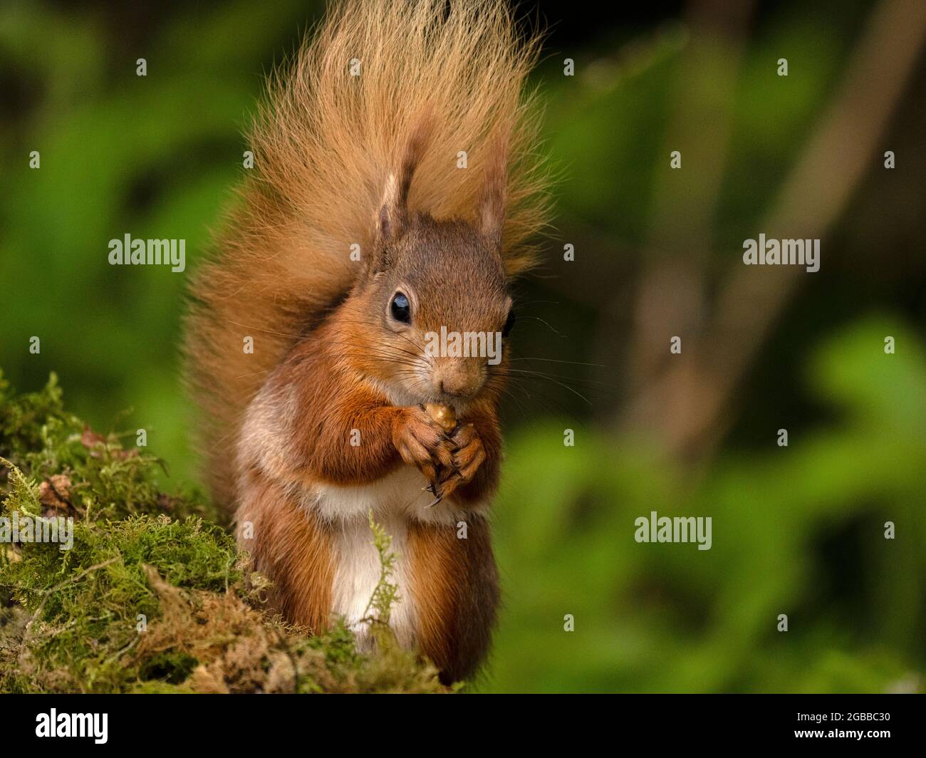 Red Squirrel, Comté de Laois, Leinster, République d'Irlande, Europe Banque D'Images