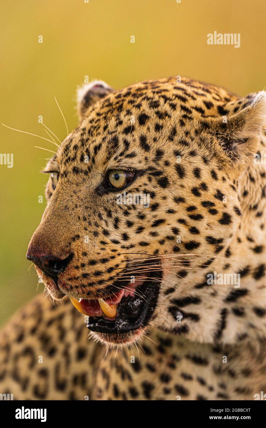 Un léopard (Panthera pardus) dans la réserve nationale de Maasai Mara, Kenya, Afrique de l'est, Afrique Banque D'Images
