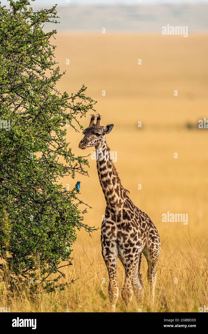 Une jeune Giraffe (Giraffa), dans la réserve nationale de Maasai Mara, Kenya, Afrique de l'est, Afrique Banque D'Images