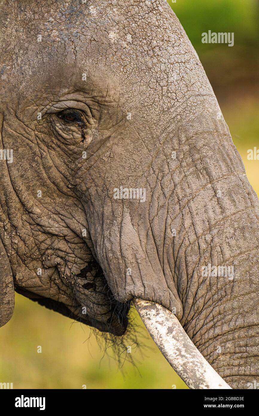 Un éléphant (Loxodonta africana) dans la réserve nationale de Maasai Mara, Kenya, Afrique de l'est, Afrique Banque D'Images