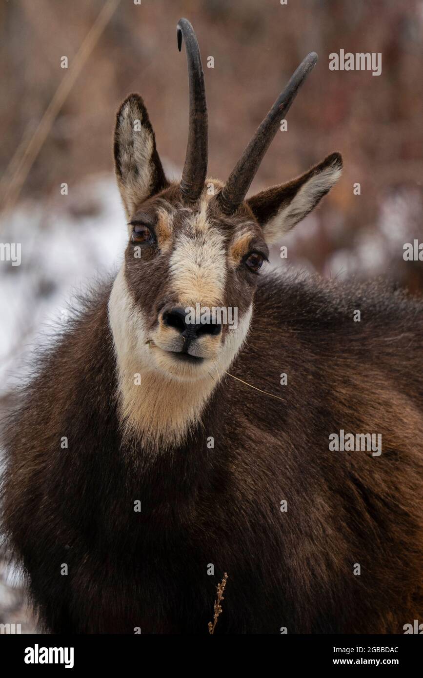Chamois alpin (Rupicapra rupicapra), Parc national du Gran Paradiso, Vallée d'Aoste, Italie, Europe Banque D'Images