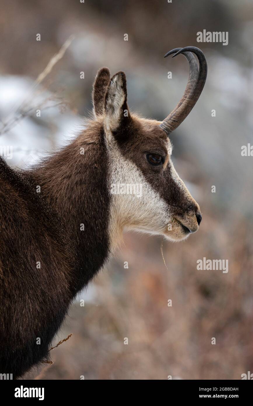 Chamois alpin (Rupicapra rupicapra), Parc national du Gran Paradiso, Vallée d'Aoste, Italie, Europe Banque D'Images