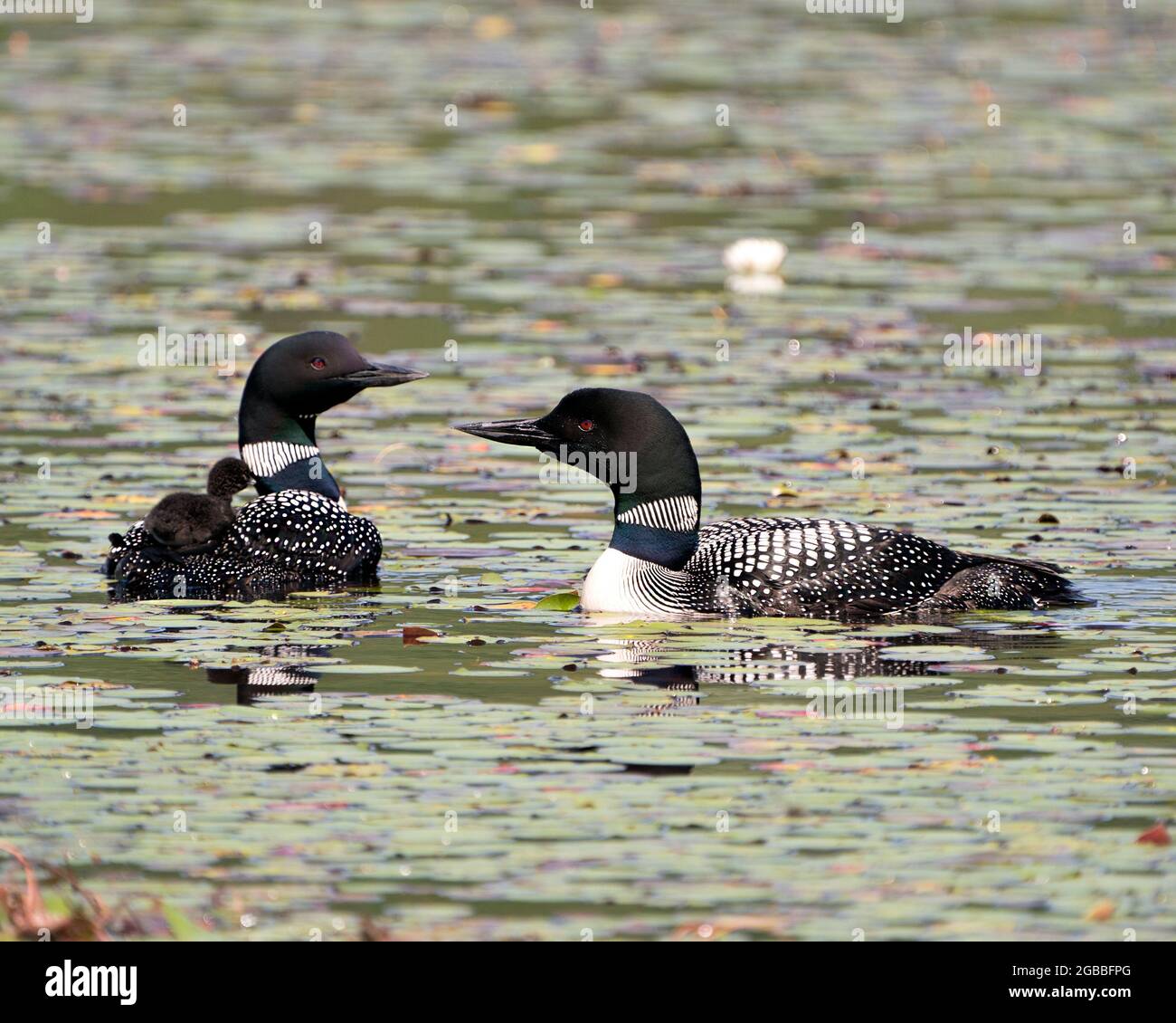 Le Loon commun et le bébé poussin loon à cheval sur le dos des parents et célébrant la nouvelle vie avec des coussins de nénuphars dans leur environnement et leur habitat environnant Banque D'Images Le Loon commun et le bébé poussin loon à cheval sur le dos des parents et célébrant la nouvelle vie avec des coussins de nénuphars dans leur environnement et leur habitat environnant Banque D'Images