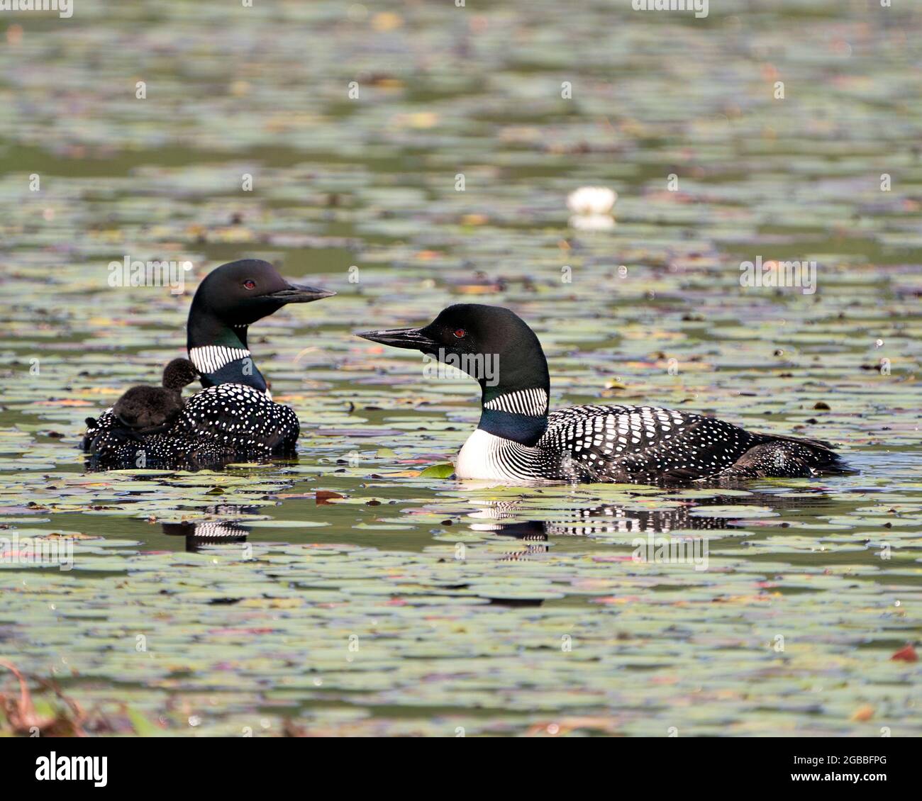 Le Loon commun et le bébé poussin loon à cheval sur le dos des parents et célébrant la nouvelle vie avec des coussins de nénuphars dans leur environnement et leur habitat environnant Banque D'Images