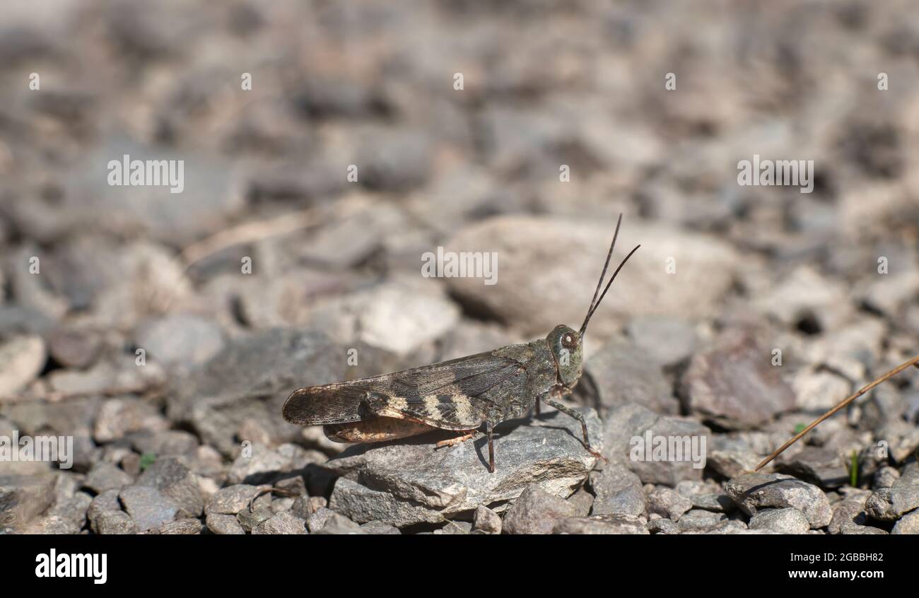 Panier avec pain de blé isolé sur fond blanc Banque D'Images