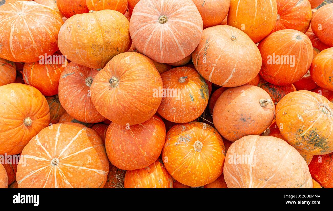 Tas de citrouilles d'orange mûres. Un légume traditionnel pour Thanksgiving ou pour faire la lanterne de Jack pour Halloween. Produit agricole biologique à vendre dans Banque D'Images