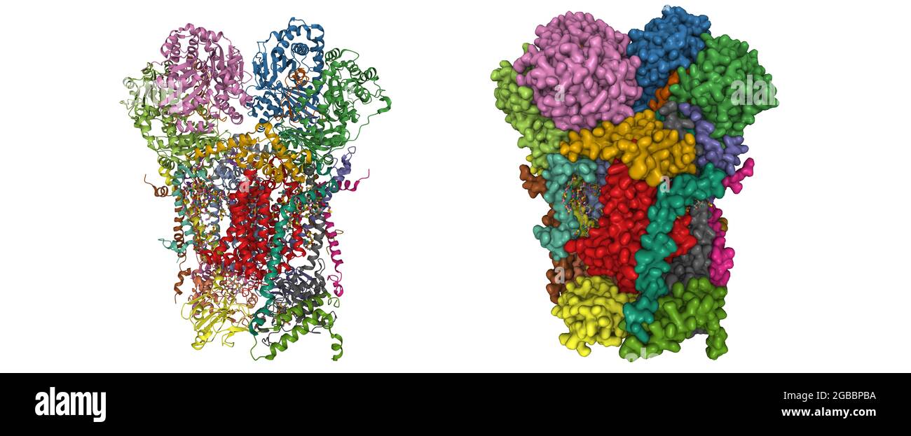 Structure du complexe respiratoire humain III, dessins animés 3D et modèles de surface gaussienne, schéma de couleurs des chaînes, basé sur PDB 5xte, fond blanc Banque D'Images