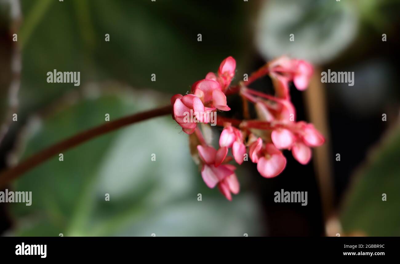 Aile du Dragon de Begonia rose hybride Banque D'Images