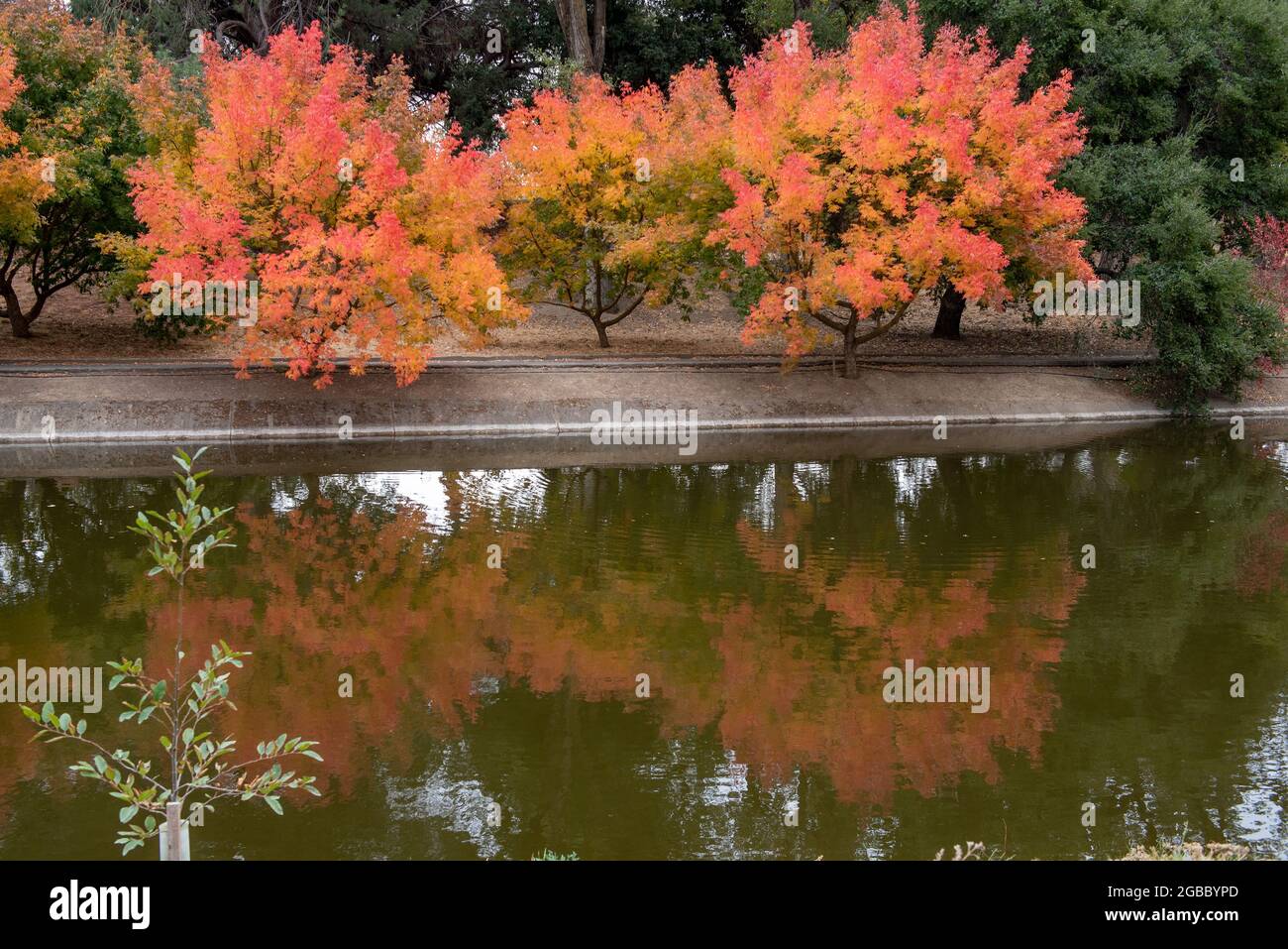 Arbre coloré à l'arboretum de l'UC Davis à l'automne se reflète sur le lac Spafford, avec des teintes d'orange Banque D'Images