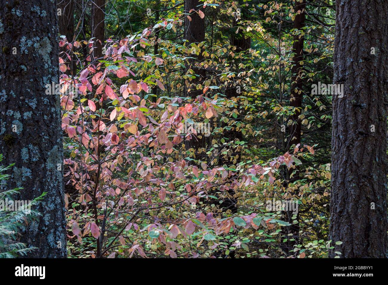 Feuillage d'automne sur le sentier South Grove du parc régional de Calaveras Big Trees, Californie, États-Unis, avec des feuilles de bois de chien Banque D'Images