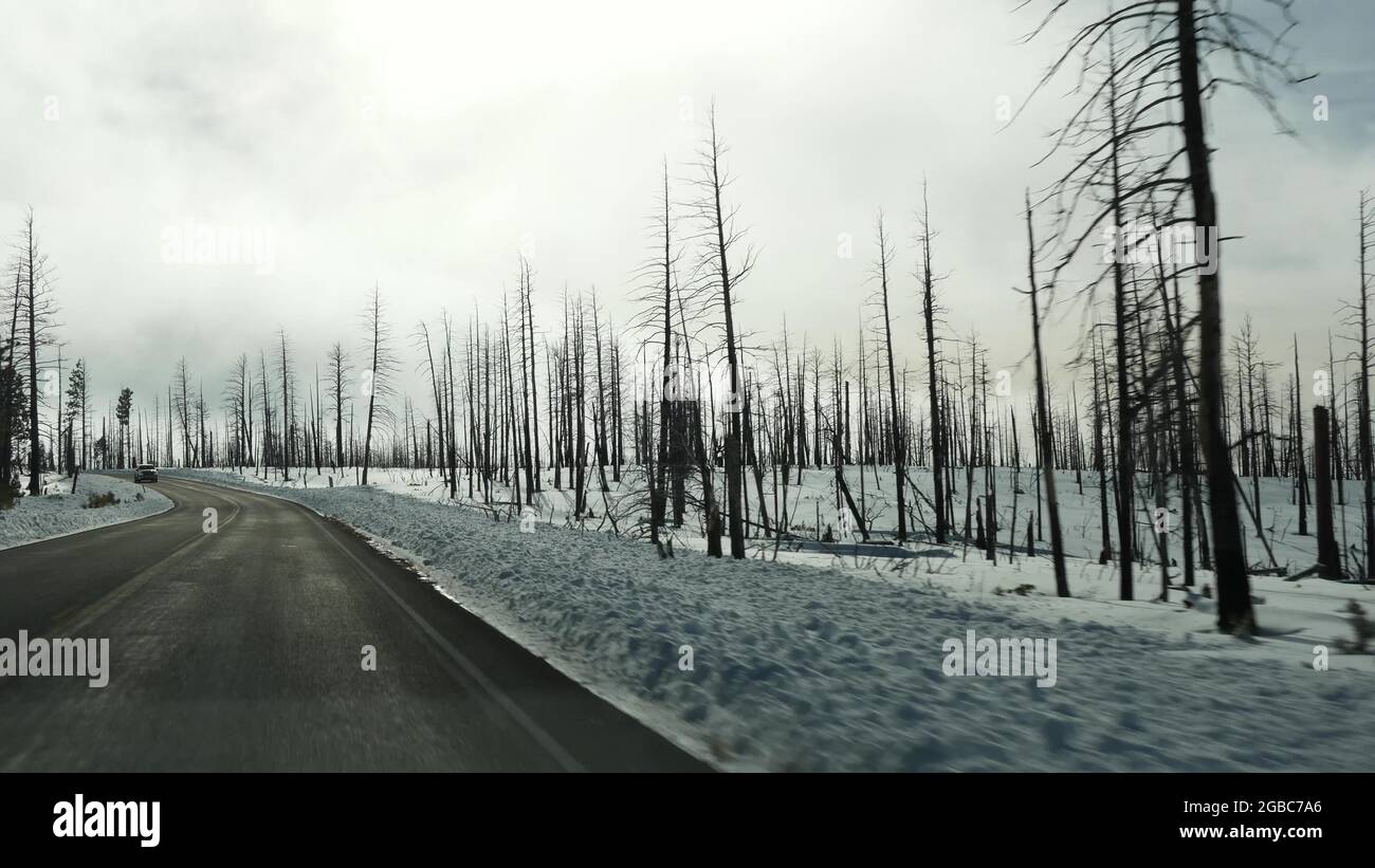 Après un incendie de forêt, des arbres carbonisés brûlés aux États-Unis. Bois de conifères noir sec brûlé après conflagration. Le bois endommagé a été parché à Bryce, vers le sud Banque D'Images