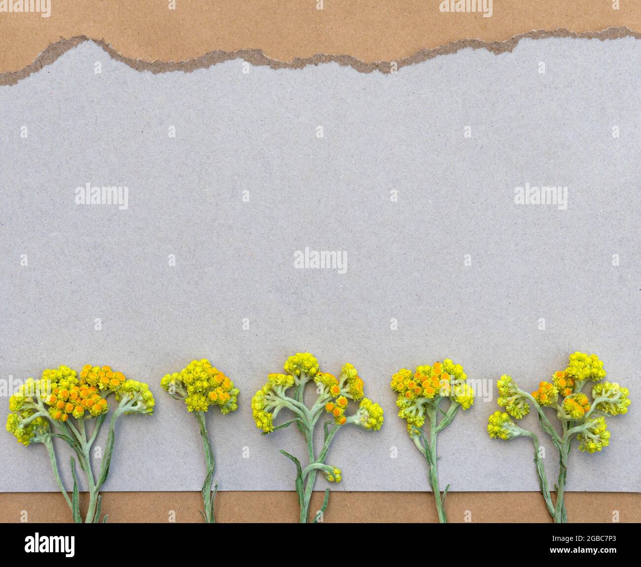 Carte délicate avec fleurs jaunes sauvages sèches sur papier gris avec un bord déchiré avec espace de copie pour le design. Banque D'Images