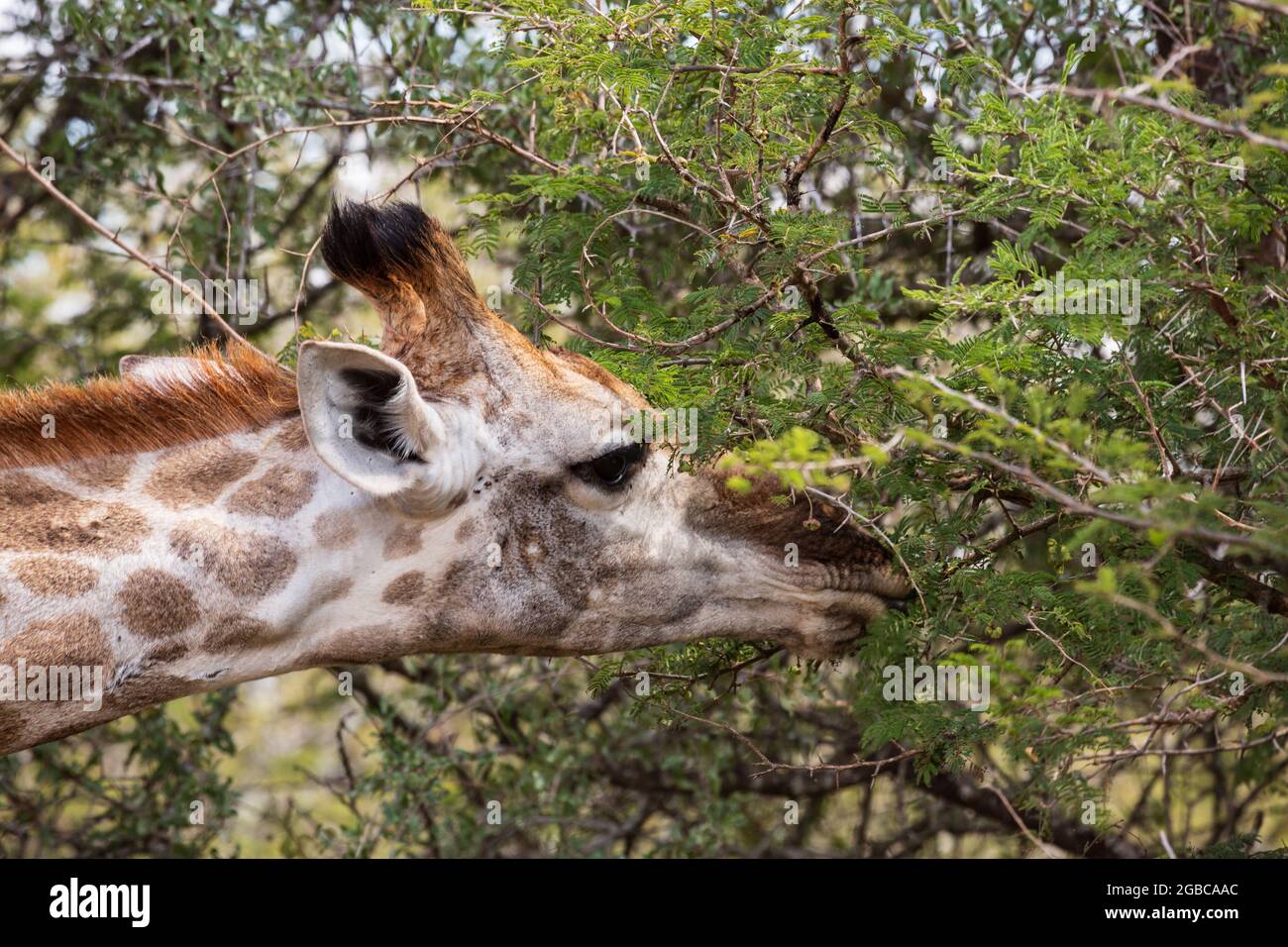 Portrait en gros plan d'une girafe femelle se nourrissant d'un acacia, le parc national Kruger. Afrique du Sud Banque D'Images