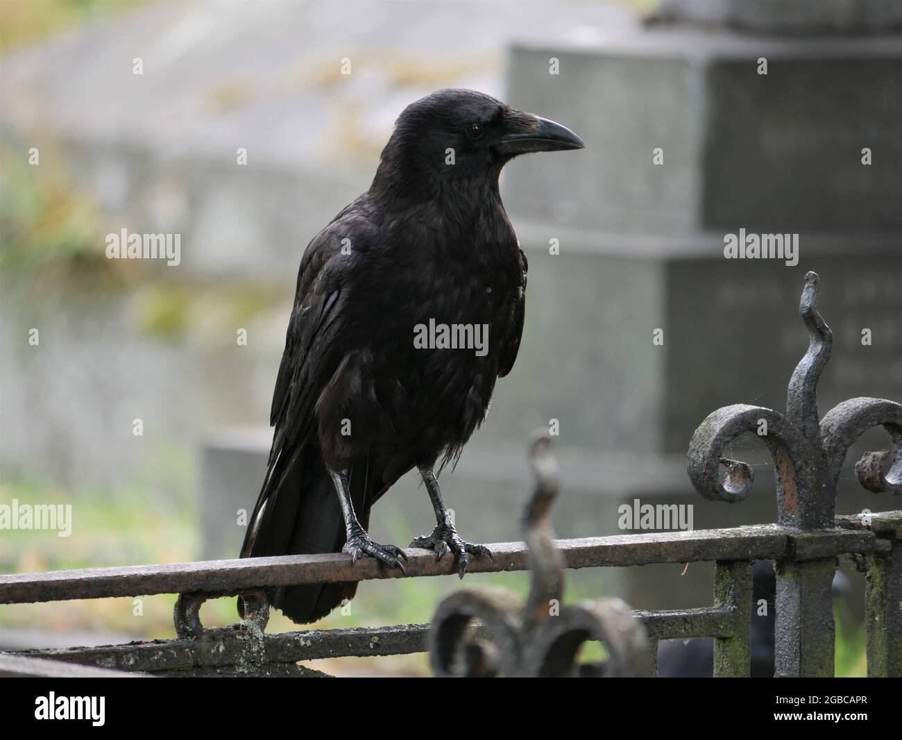Crow - Corvus corone debout sur les rails du cimetière Brompton Banque D'Images Crow - Corvus corone debout sur les rails du cimetière Brompton Banque D'Images