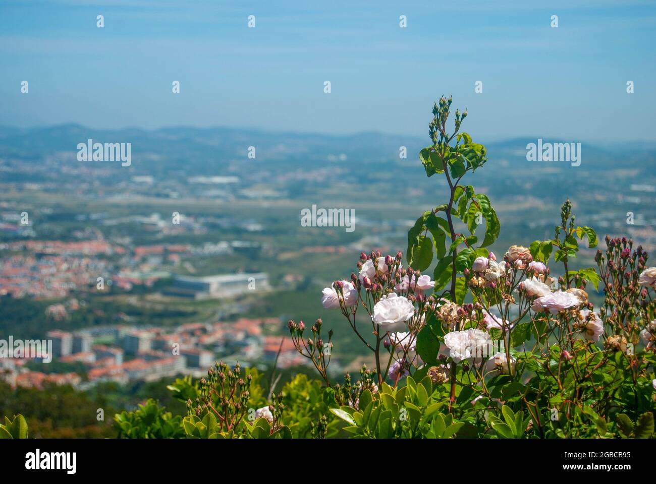 Les roses roses douces fleurissent au point de vue du paysage portugais en arrière-plan, photo de carte postale Banque D'Images