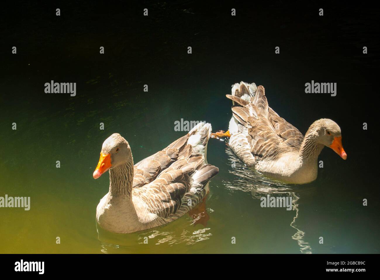 Deux oies nageant dans l'eau ensoleillée - Portugal, Sintra, Parc du Palais de Pena Banque D'Images