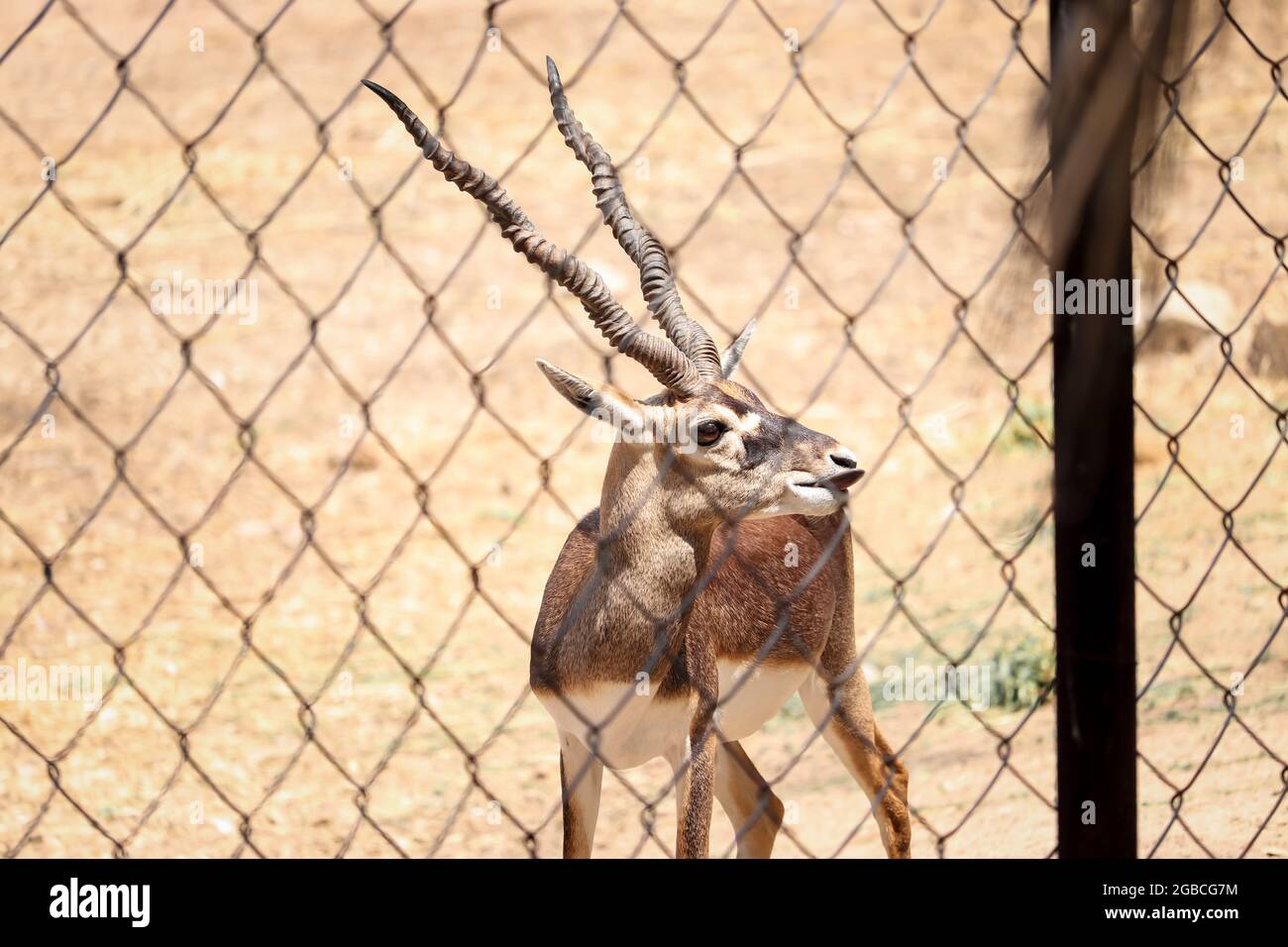 Deer marchant sur terre au zoo Banque D'Images