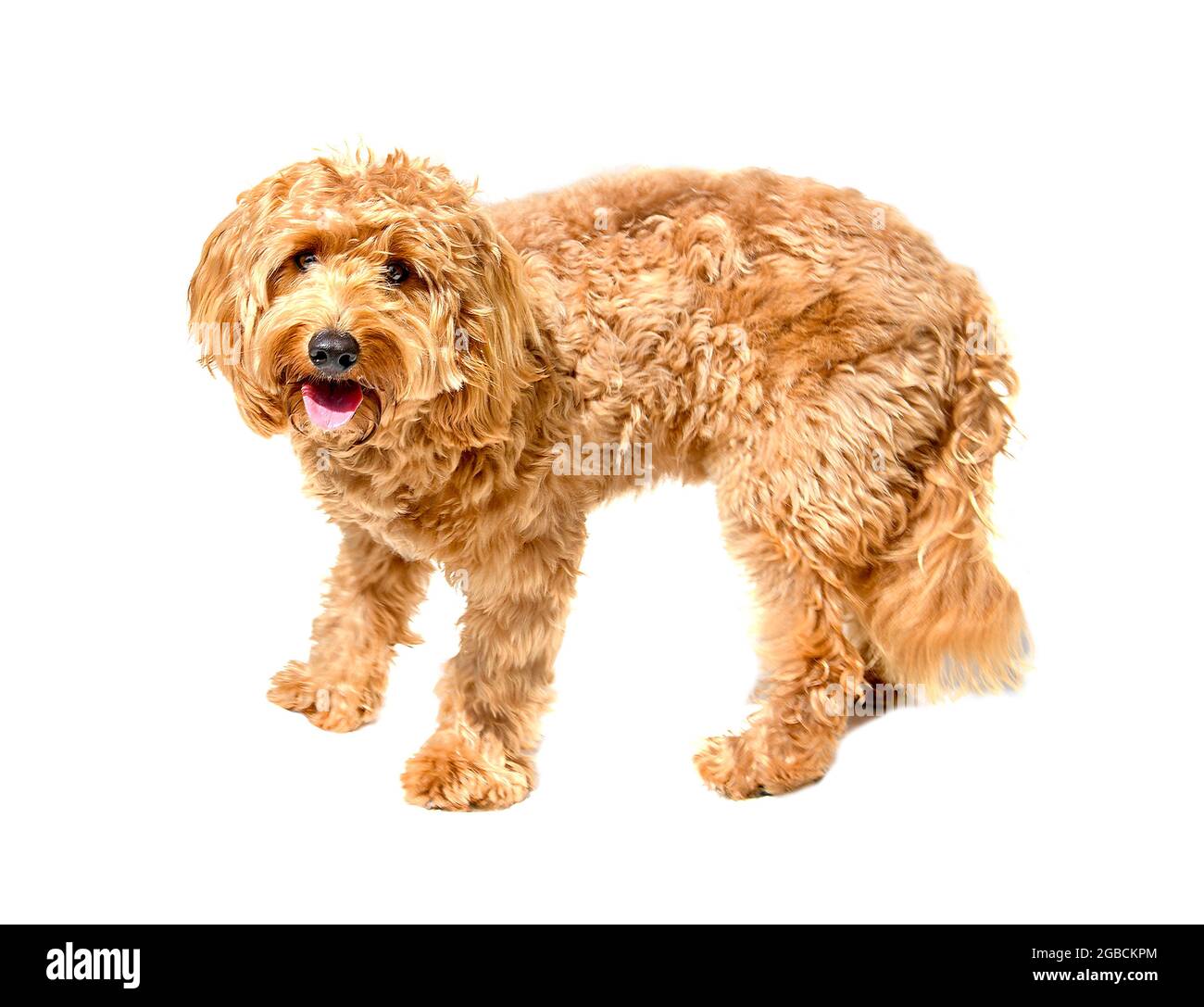 Charlie a un an un coq de couleur ocre spaniel x coq crossbreed chien ou coq sur un fond blanc Banque D'Images