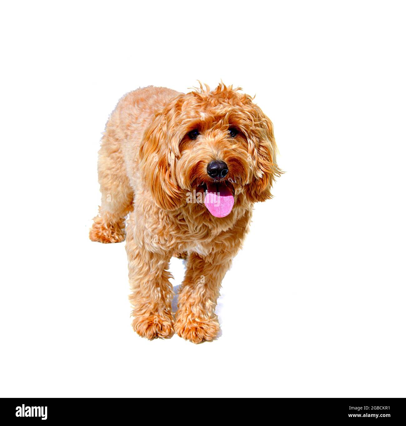 Charlie a un an un coq de couleur ocre spaniel x coq crossbreed chien ou coq sur un fond blanc Banque D'Images