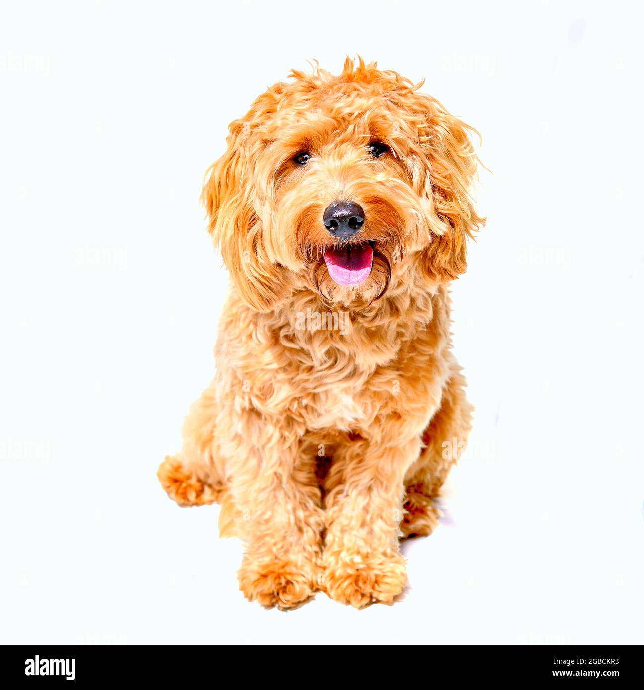 Charlie a un an un coq de couleur ocre spaniel x coq crossbreed chien ou coq sur un fond blanc Banque D'Images