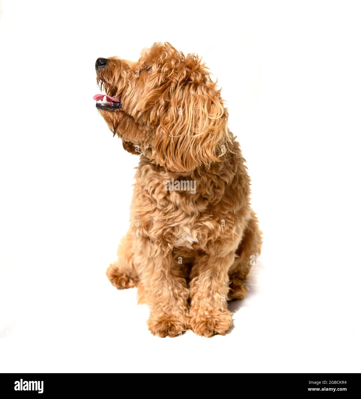 Charlie a un an un coq de couleur ocre spaniel x coq crossbreed chien ou coq sur un fond blanc Banque D'Images